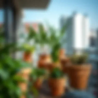 Stylish terracotta planters enhancing a balcony