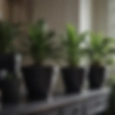 Exploring the Diversity of Black Pots for Indoor Plants Variety of black pots made from different materials