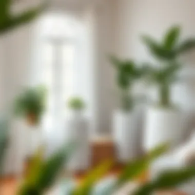 Beautifully arranged indoor space with white wicker planter stands.