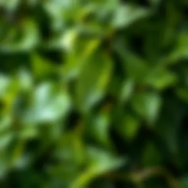 Close-up of ivy leaves showcasing texture and color