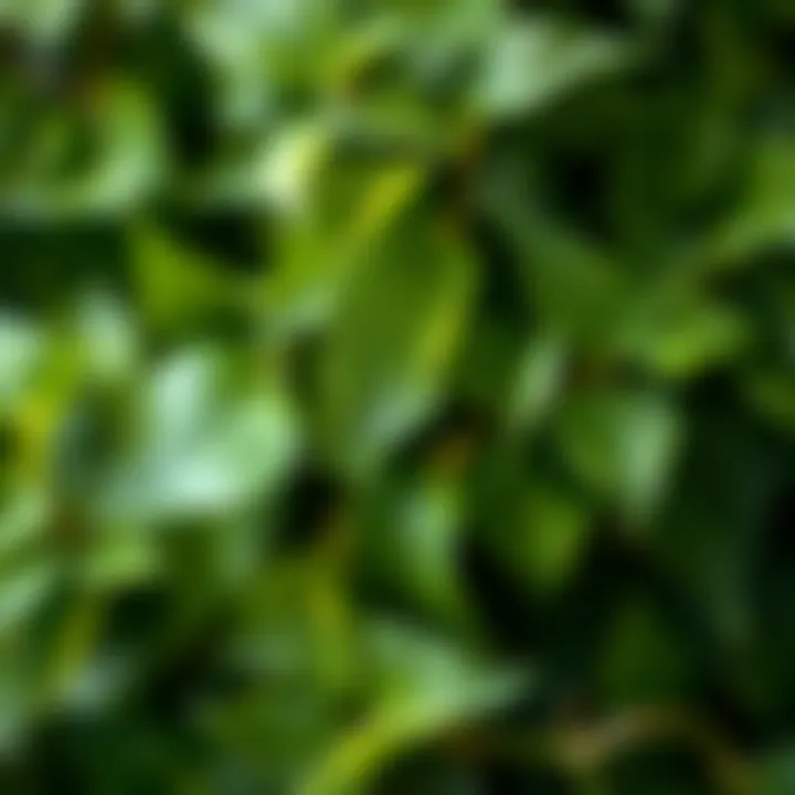 Close-up of ivy leaves showcasing texture and color