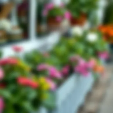 Close-up of plant selection for large flower box planters