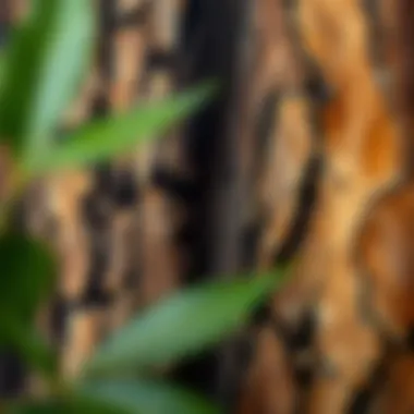 Close-up of intricately painted tree bark textures